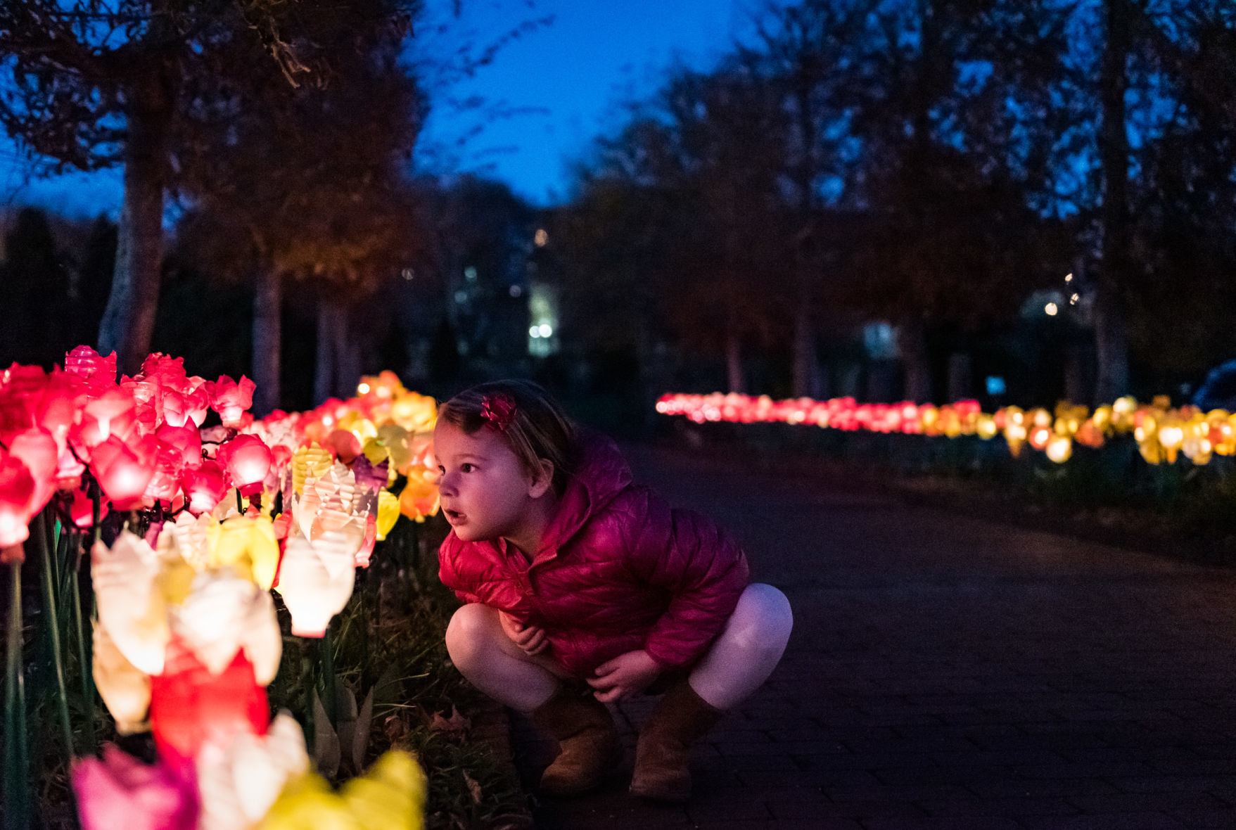 Ciener Garden Tulip Holiday Blooms Light Display